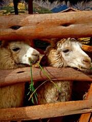 Alpaca in Peru eating near fence