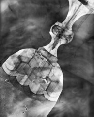 Photogram, rayogram, photo paper development