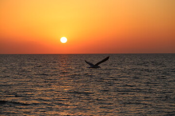 seagull and the  sea sunset