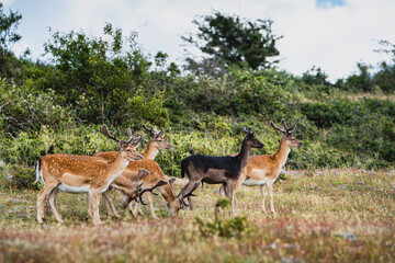 Naklejka na ściany i meble Herd of bucks on the Swedish island of Hano. Bunch or group of wary stags on the isle of Hanö as they live happily in their habitat. Pack of male deers convey a sense of family and group union. Sweden