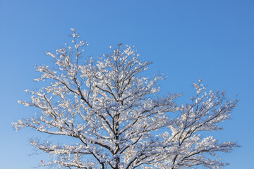雪が降り積もった木と綺麗な青空