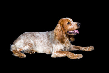 Portrait of a white-red dog on a black background. Dog breed Russian Spaniel looks at the owner. Hunting dog.