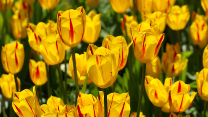 Obraz premium Yellow Red tulips with beautiful bouquet background, large format