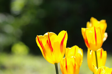 Close-up of a yellow tulips blossom on a natural blurry background with copy space for text