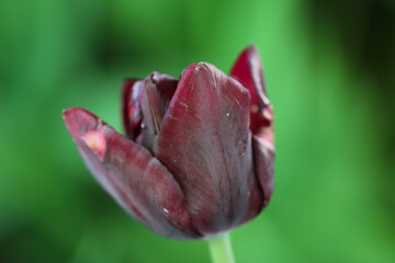 black tulip isolated on soft-green background