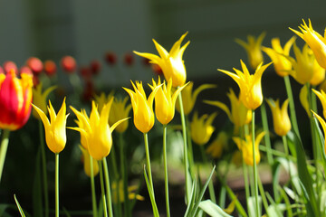 Colorful yellow tulips blossom in spring