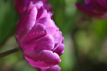 a beautiful purple peony-shaped tulip (flower variety -  Blue Diamond) blossom in spring with selective focus 