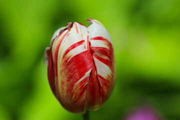 Close-up of red and white tulip blossom in spring