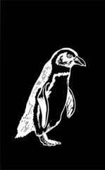 Graphical vector penguin on black isolated , bird of Antarctica and the south coast of Africa