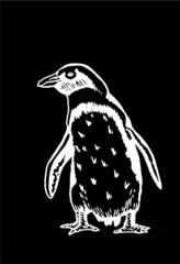 Graphical vector penguin on black isolated , bird of Antarctica and the south coast of Africa