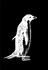 Graphical vector penguin on black isolated , bird of Antarctica and the south coast of Africa