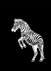 Vector zebra jumping, graphical illustration, savanna African animal