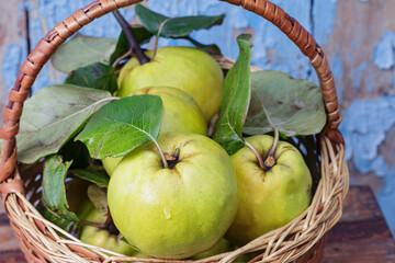 wicker basket full of fresh quince with leaves
