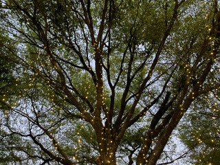 trees and sky