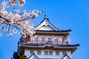 千葉市立郷土博物館　【 千葉 の 桜 の 名所 】