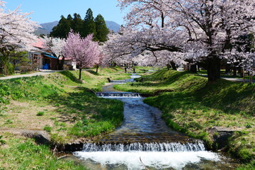観音寺川の桜並木。猪苗代、福島、日本。4月下旬。