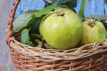 wicker basket full of fresh quince with leaves
