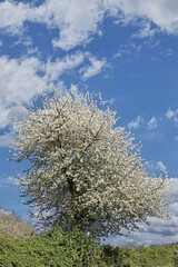 wild cherry in blooming