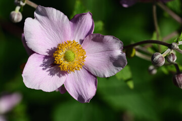 Close-up of an Autumn Anemone (Anemone hupehensis) from above, with petals and pollen, against a green background in nature