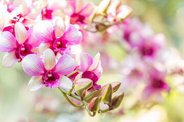 Fototapeta na wymiar Beautiful pink and white orchid, Dendrobium.