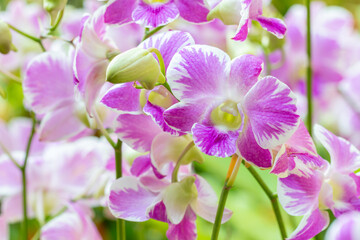 Fototapeta na wymiar White and purple orchids, Dendrobium.