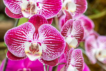 Detail of pink orchids, Phalaenopsis.