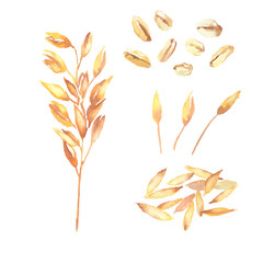 水彩で描いたオーツ麦のイラスト