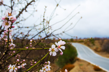 Vie on Rural Road Through Almond Tree Blossom