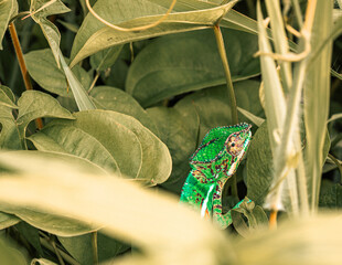 Un caméléon se cache dans des feuillages, Réunion