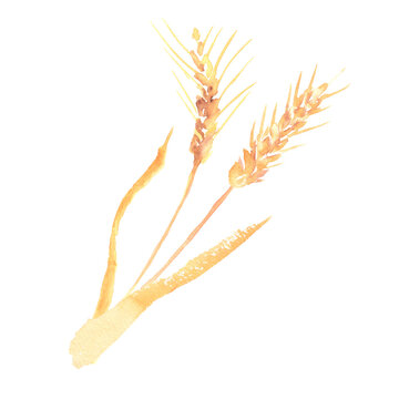 水彩で描いた小麦の穂のイラスト