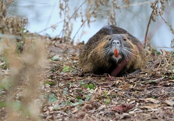 Nutria am Wasser
