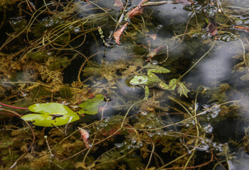 Frosch in Teich 