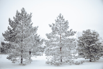 Fototapeta na wymiar three pines