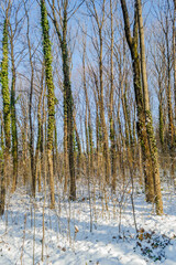 Panorama of evergreen young forests on the mountain Fruska Gora, covered with strength.