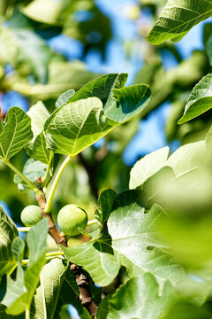 Feigen wachsen an einem Feigenbaum heran