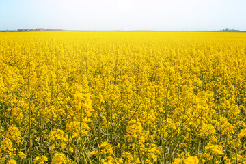 Blossoming beautiful golden yellow rape field scenery