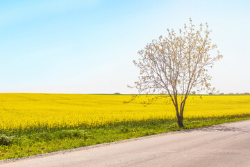 Blossoming rape field and a lonely tree near a countryroad