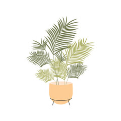 Isolated vector illustration houseplant Areca Palm