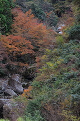 高知県　秋の中津渓谷
