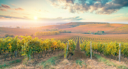 Fototapeta na wymiar Ripe wine grapes on vines in Tuscany, Italy. Picturesque wine farm, vineyard. Sunset warm light