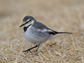 可愛いハクセキレイ