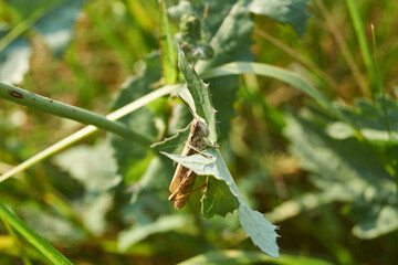 Locusts are sitting in the grass on the lawn. Locusts, acrides - several species of insects of the family of true locusts (Acrididae).