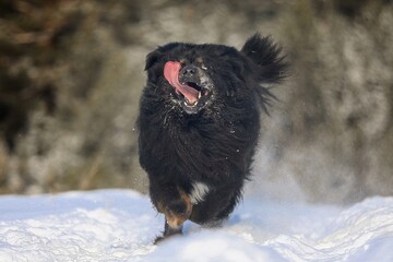 black dog in snow