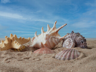 Fototapeta na wymiar View of the sandy beach. Summer day. Shells in the sand.