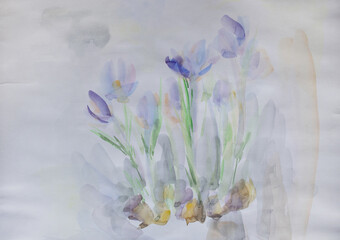 Crocuses on white snow. Spring wallpaper. Neutral background. Pastel colors aquarelle painting. Paper texture. Simple delicate artwork. Bulbous plant. Floral illustration. Ecology concept.
