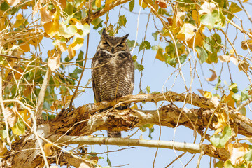 Great horned owl in autumn tree top