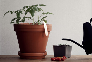 Concept of growing organic tomato indoors at home - from seedling to harvest. Pot with large tomato plants and cherry tomatoes on table. Watering can used to water the container with tomato seedlings.