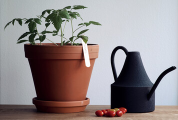 Concept of growing organic tomatos indoors at home. Pot with large tomato plant, black watering can and cherry tomatoes on wooden table.