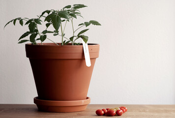 Concept of growing organic tomatos indoors at home. Pot with large tomato plant and cherry tomatoes on wooden table.