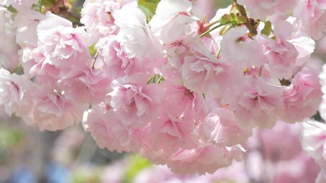 Beautiful cherry blossom flowers in full bloom, swaying in wind, close up.
Yae sakura flowers in book at springtime. 